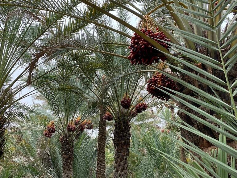 النخلة واحة العين